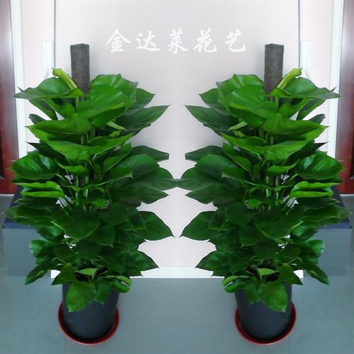 开业招财送礼新房除甲醛大叶绿萝柱绿植盆栽天津鲜花店办公室家庭