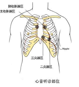 中医医师实践技能考试通关指导:心脏听诊
