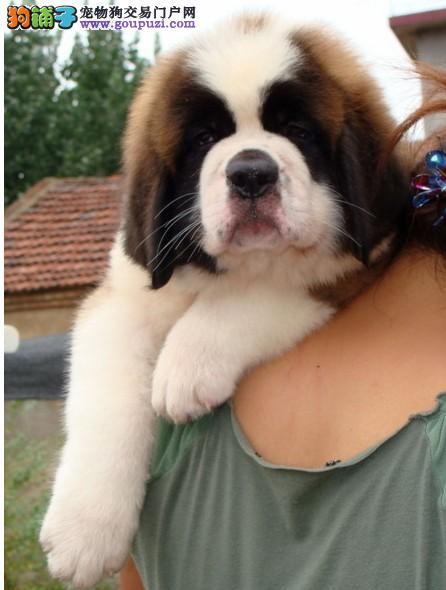 深圳狗场出售来自古希腊血统的圣伯纳犬,圣伯纳幼犬