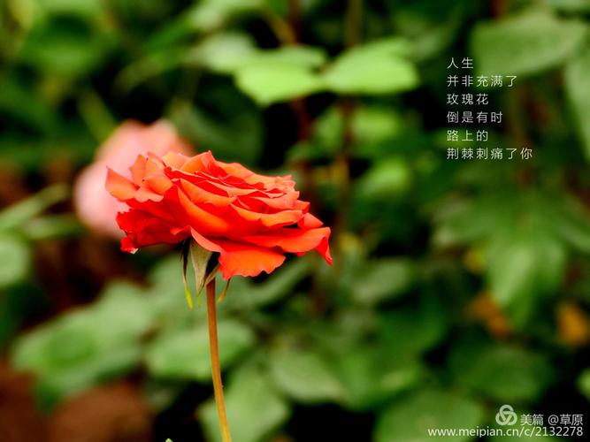 羞答答的玫瑰,静悄悄地开