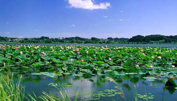 荷花海森林公园