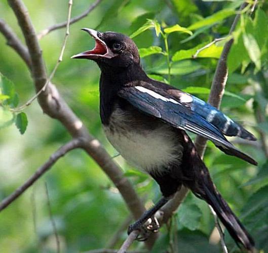 喜鹊自古就是吉祥的象征,它们叽叽喳喳的叫声让人们听着很欢快,在