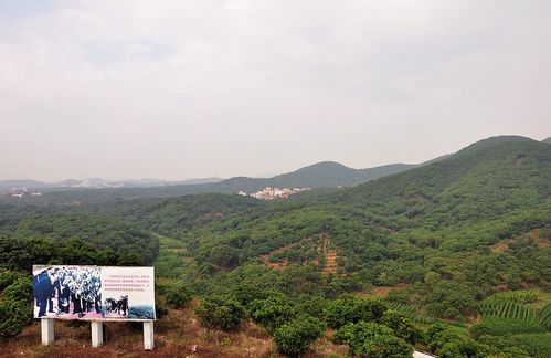 【荔枝之乡根子镇摄影图片】广东省茂名市高州市根子