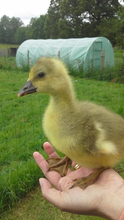 《宝宝鹅成长记》