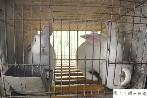 在农村养殖兔子有前景吗,养殖什么品种的兔子比较好?