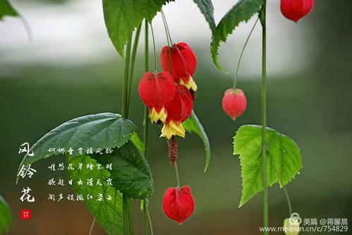 其它 动感飘逸风铃花 写美篇这种花学名叫"纹瓣悬铃
