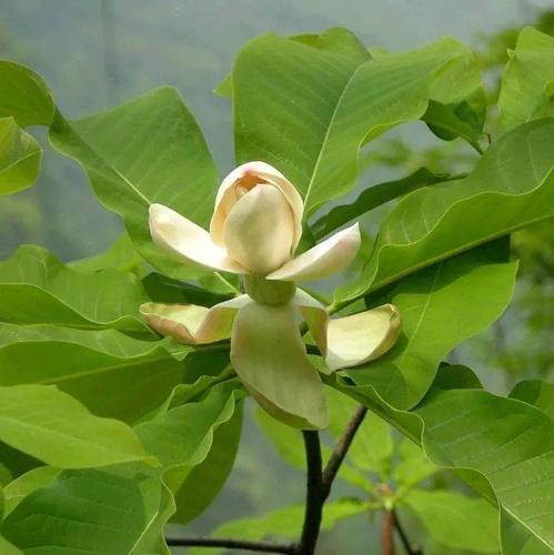 厚朴树