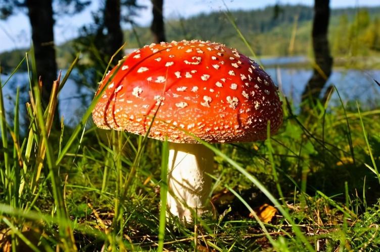 世界上10大最奇特的蘑菇 狗头蛇菌上榜,第五具有很高的药用价值