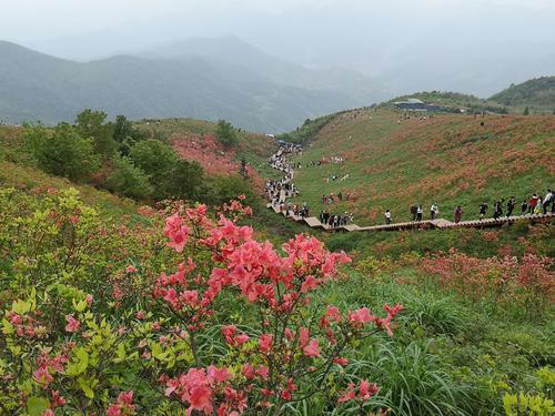 太湖尖杜鹃花谷