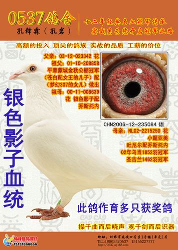 银色影子特留 235084 保证金级 拍卖