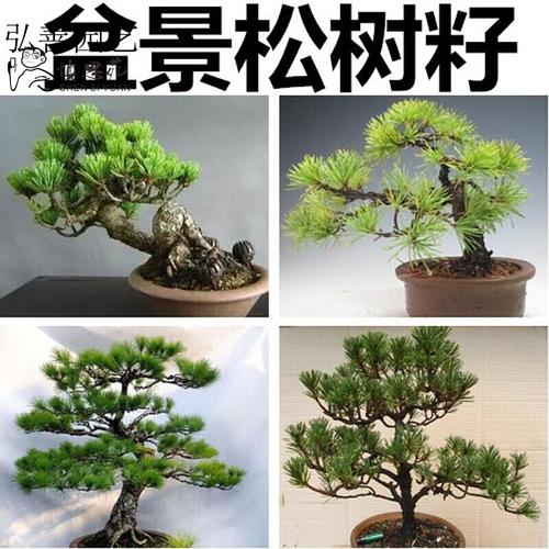 子暄大阪松种子那须短叶五针松种子日本黑松马尾松美国红松种子树籽
