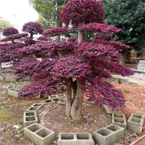 买15公分 18公分造型红花继木找杨剑苗圃价格便宜