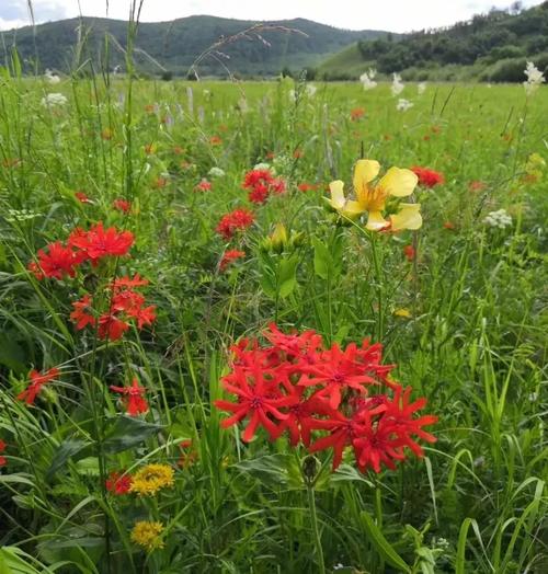 大兴安岭湿地野花