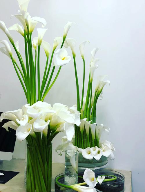 马蹄莲也经常用来做鲜切花,因为它长得很秀气挺拔,用来插花十分适合.