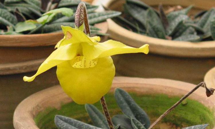 杏黄兜兰的作用 杏黄兜兰的介绍 栽培技术