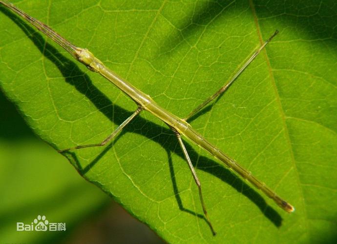 这是竹节虫.因身体修长而得名