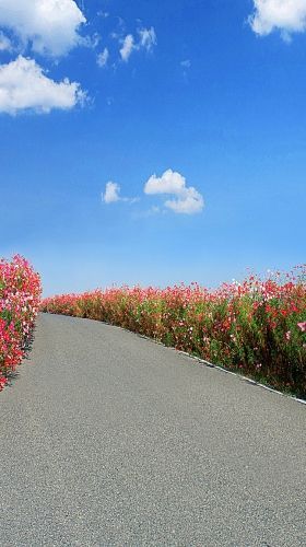 虞美人红花马路蓝天h5背景图