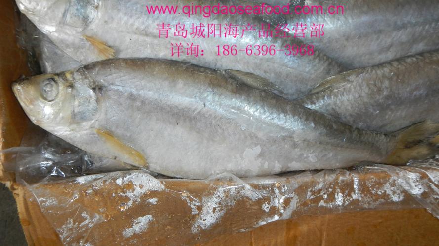 批发优质白鳞鱼/力鱼/鲙鱼 青岛特产 b03