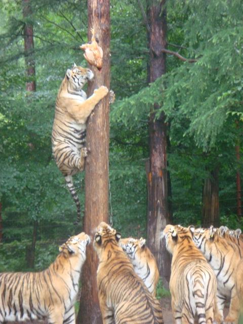 谁说老虎不会爬树?这两下子不比"猫师傅"差哪里去吧