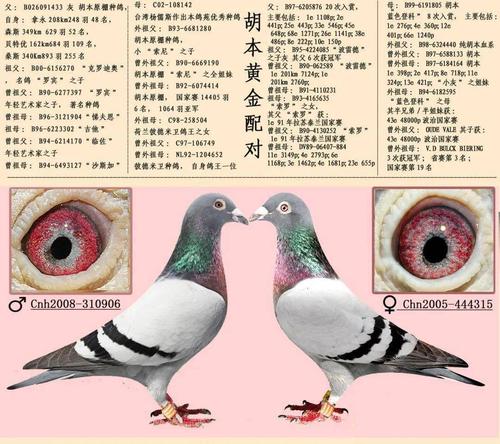 16组超级黄金配对案例,血统鸽眼体型解析