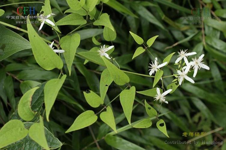  p>灵仙藤( lingxianteng herba clematidis) 为毛茛科植物威灵仙