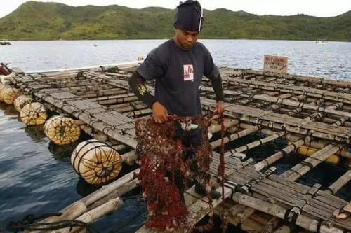 近看珍珠养殖场