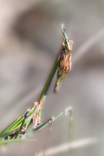 螳螂目·锥头螳科:锥头螳螂