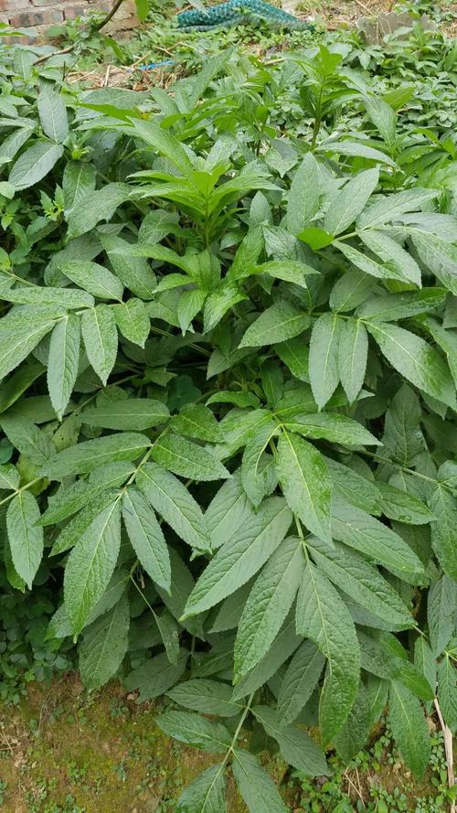 接骨草,别名陆英.