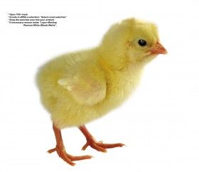 小鸡崽图片大全