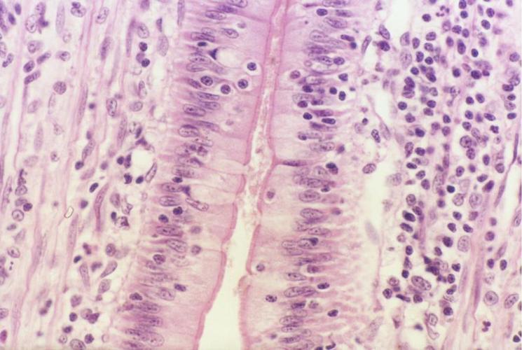 [图]a,单层扁平上皮b,单层柱状上.