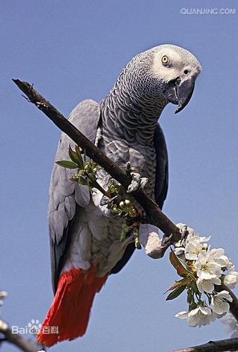 非洲灰鹦鹉