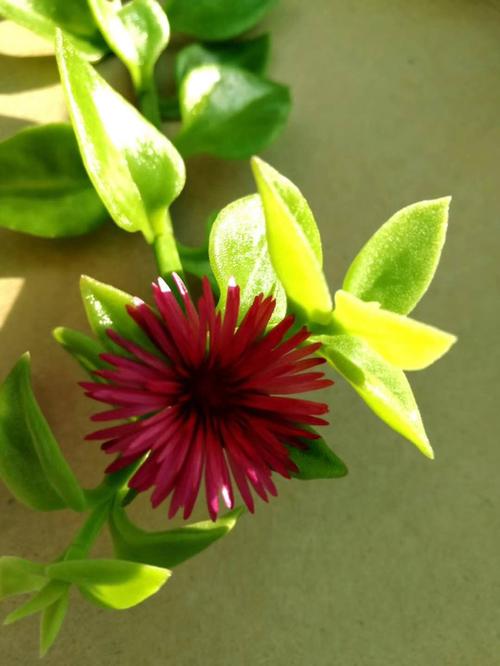 曹正文:田七花开