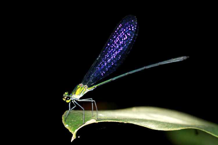 黑色背景下的树叶上的蜻蜓