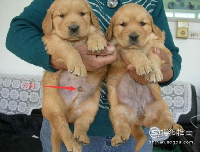 小狗怎么分辨公母图解