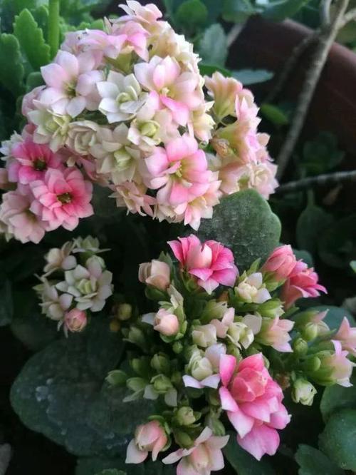 惊艳长寿花风花雪月开花了清新而淡雅