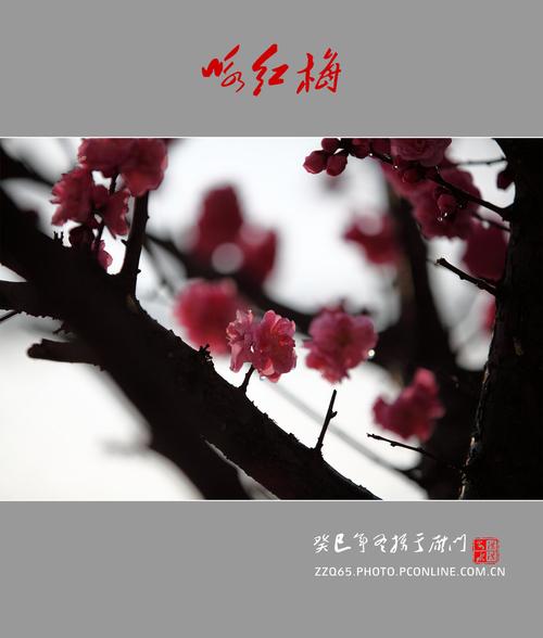 红梅赞