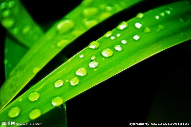 带露珠的青草图片