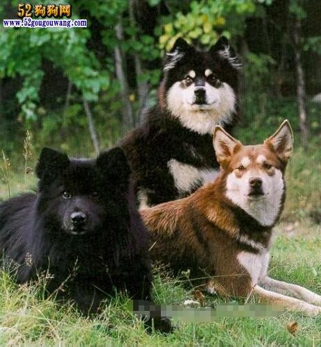 【芬兰拉普猎犬图片】芬兰拉普猎犬图片大全