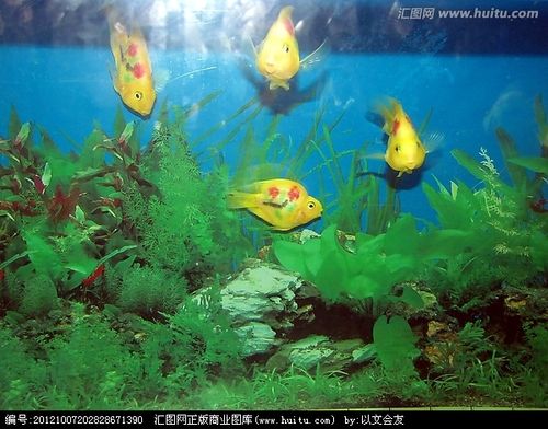 热带鱼种类热带鱼种类和名字小热带鱼的种类