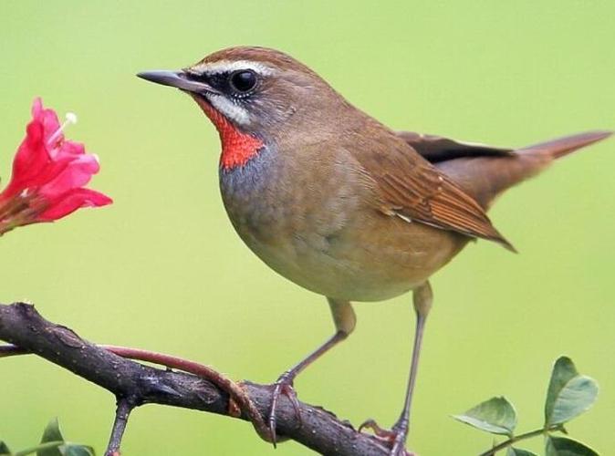 红点颏养多长时间可以大叫