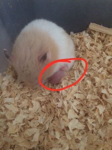 我家的仓鼠屁股后面长了一个红红的东西 是不是生病了?