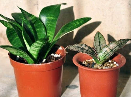 虎皮兰多长时间浇一次水,大概浇水多少?