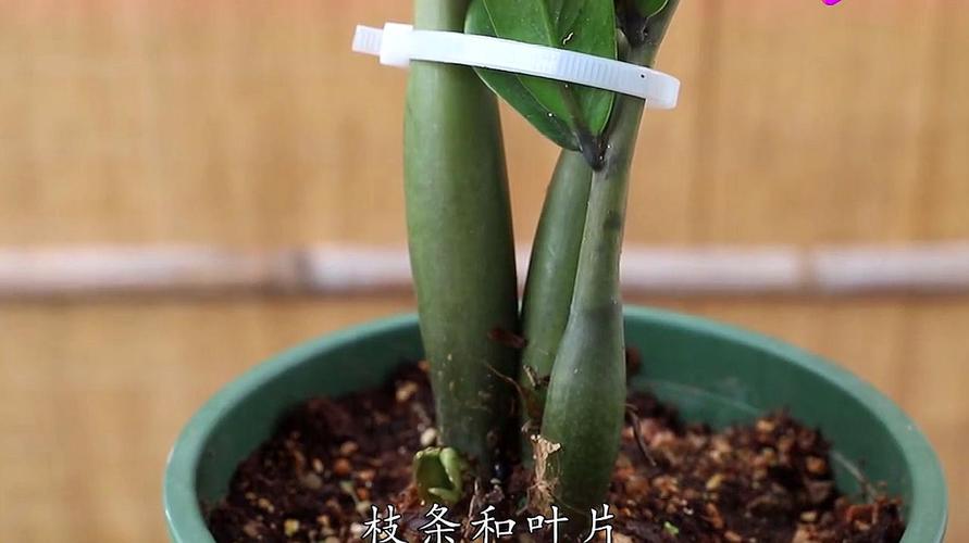 不黄叶不烂根 服务升级 3教大家如何扦插金钱兜,简单好学,容易成活!