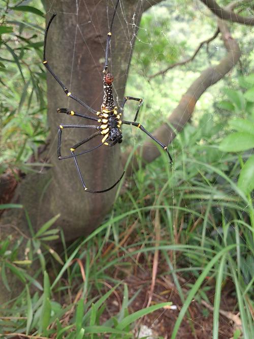 有谁见过这种品种的蜘蛛?叫什么名字?
