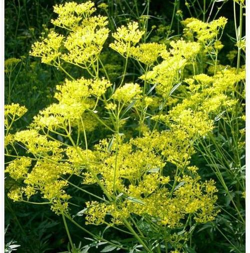 黄花败酱 败酱草又名败酱,苦菜.