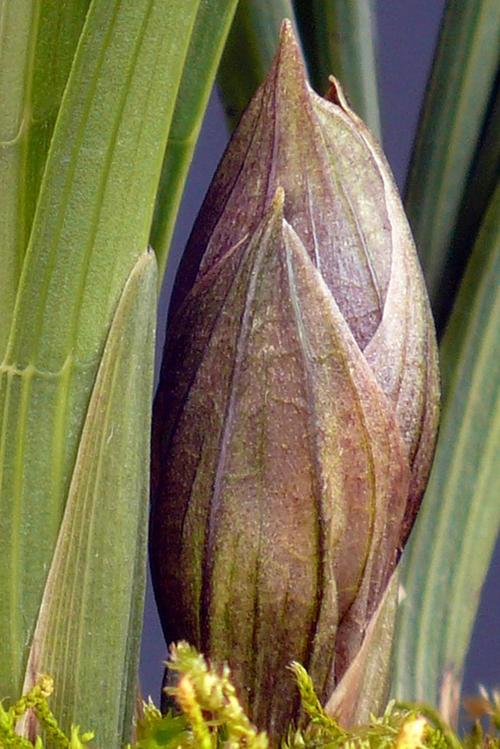 春兰荷瓣铭品"大富贵"全息档案.-春兰篇-中国兰花交易网社区