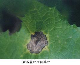 丝瓜轮纹斑病