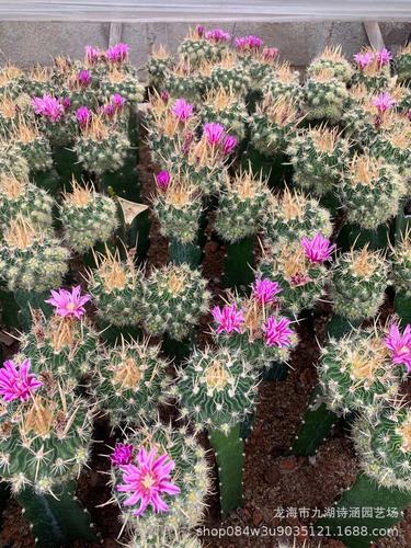 多棱玉振武玉 仙人球批发 带柱发开花美 室内绿植盆栽