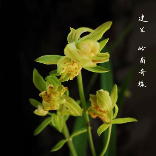 8月10日【阿嬷农场直播间】兰花苗 建兰四季兰 岭南奇蝶 一物一拍