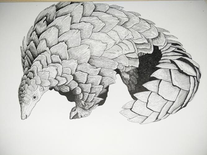 穿山甲 